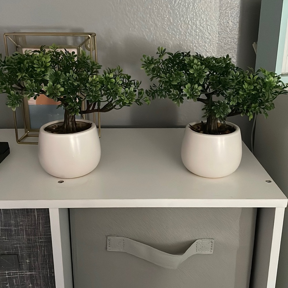 Bonze tree in planters